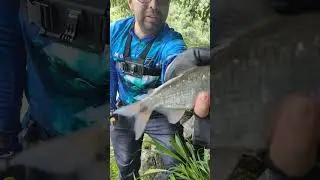 Pesca de sabaleta en el rio Santo Domingo con rapala countdown fire minnow