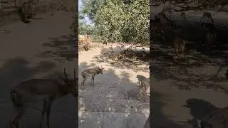 deer Park ramanreti Vrindavan