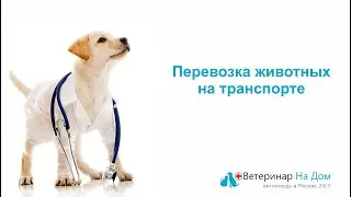 Советы по перевозке животных на транспорте