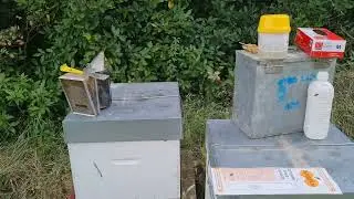 How are we dealing with varroa, test and treatment?