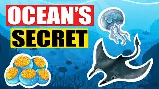 Mysteries of the Deep Sea - Mariana Trench and the Hadal Zone Explained