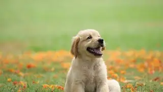 Baby dog funny video 2024 $ $ Cute  Baby Dog Videos