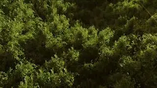 Realistic Forest in Blender
