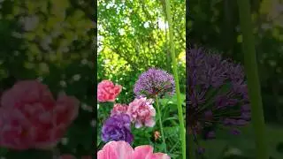 So BUNT kann ein SCHATTIGES Staudenbeet aussehen 😱 #garten  #staudenbeet #gartenideen #diy #beet