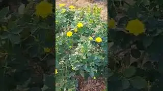 Rose cultivation🌹