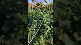 когда стройка дома завершена.... #огород #огурцы #лето