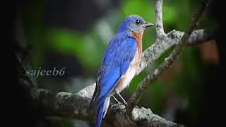 Neela Malar Poonkuyile...