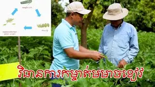 វិធានការការពារ និងកម្ចាត់មមាចខៀវ
