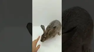 Здарова, Жорж! #кролик #bunny #rabbit