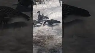 и снова мои профиля.