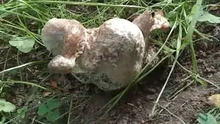 Гриб мутант 2