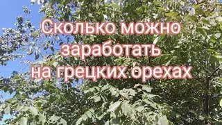 Сколько можно заработать на грецких орехах?!
