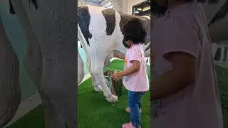 Yeiy Kakak Bisa Peras Susu Sapi 