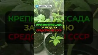 Крепкая рассада за неделю: подкормка рассады из СССР 