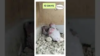 13 Günlük Muhabbet Kuşu Yavruları
