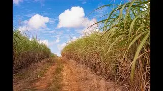 Bill King - Sweet Sugar Cane 2023
