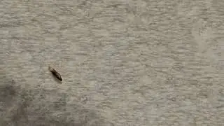 WTF is this thing?