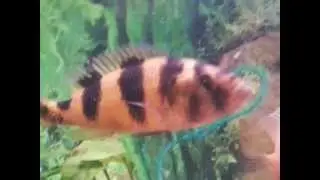 What fish is this