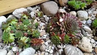 "Unsere kleine Sempervivum Anlage im Garten"- Wolfgang Schmökel