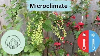 Are you taking advantage of the different microclimates in your garden?