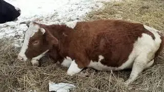 Пополнение в наших рядах.
