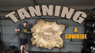 Trying to Tan A Cowhide