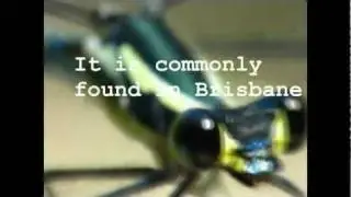 Damsefly and Dragonfly Closeups