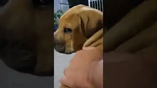 Quem matou Odete Roitman? A suspeita está no vídeo.. #filabrasileiro
