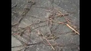 Сушка папоротника орляк по корейской технологии.