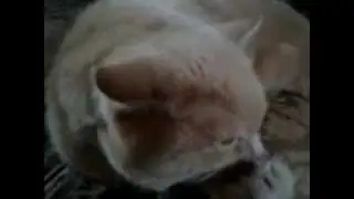 Прикол кошка сосёт лапу!