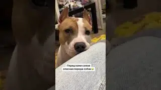 Самая опасная собака 