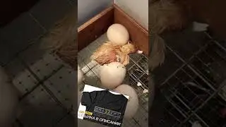 CHICKEN HATCHES FROM THE EGG 🥚🐣🐤