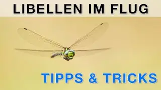 Libellen im Flug fotografieren - Tutorial Naturfotografie