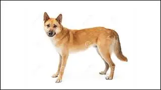 собака