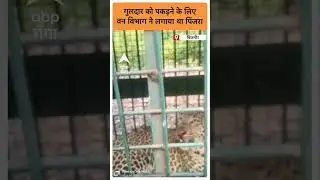 UP News: गुलदार को पकड़ने के लिए वन विभाग ने लगाया था पिंजरा |ABP GANGA SHORTS
