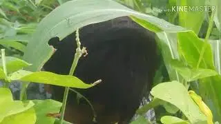 keseruan main di kebun