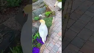 Общаюсь с лебедями, деликатно! Близкие съемки! 
