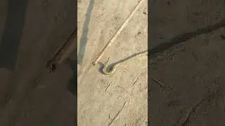 গ্রামের  বাড়িতে সাপ  মারা আলাদা একটা মজা.........