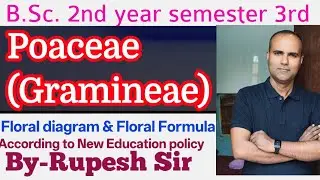 Gramineae (Poaceae) Family Characteristics For BSc.3rd semester #rupeshsirbotany #botanybyrupeshsir