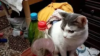 Котяжка