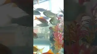 happy liat ikan koi