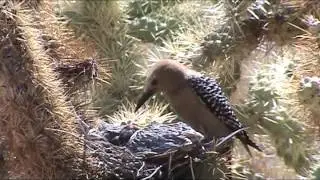 Zombie woodpecker guzzles dove brains