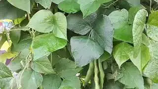 The beans are ripe, harvest time