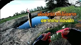 ตกเท็ก​ซัส​ริก​ Texas​ rig​ อยากเก่งต้องฝึก ตกเก่งแน่นอน​ #น้าศาล_เบ็ด​ซิ่ง​
