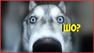 РЖАКА | ТЕСТ НА ПСИХИКУ, ПОПРОБУЙ НЕ ЗАСМЕЯТЬСЯ, а у тебя не получится!
