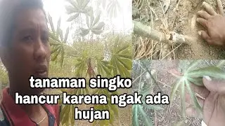Tanaman hancur ngak ada hujan