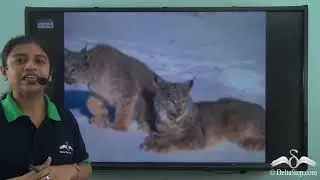 Asia- Climate, Vegetation & Wildlife_Taiga & Temperate