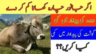 جانور اگر چارہ کم کھائے تو کیا کریں| جانور کا ہاضمہ کیسے درست کریں