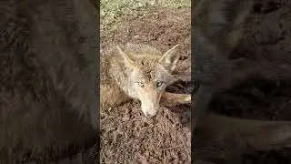 Cross Eyed Coyote 