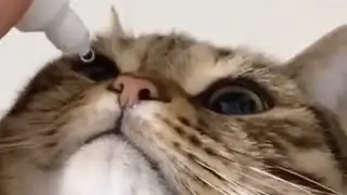 Tiktok Cute & Funny Pets Compilation #8